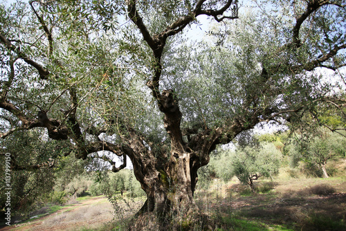 Olive tree over 1000 years old centenarian olive tree
