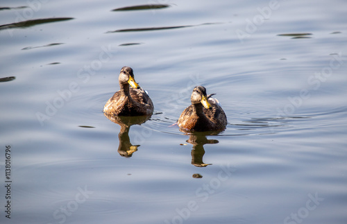 Fototapeta Naklejka Na Ścianę i Meble -  Two ducks are swimming in a body of water