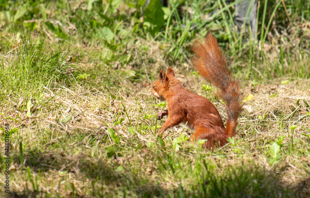 A squirrel is walking through a grassy field A squirrel is walking through a grassy field