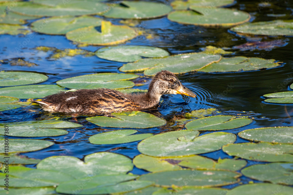 Wild duck on the water, summer nature. Wild duck on the water, summer nature.