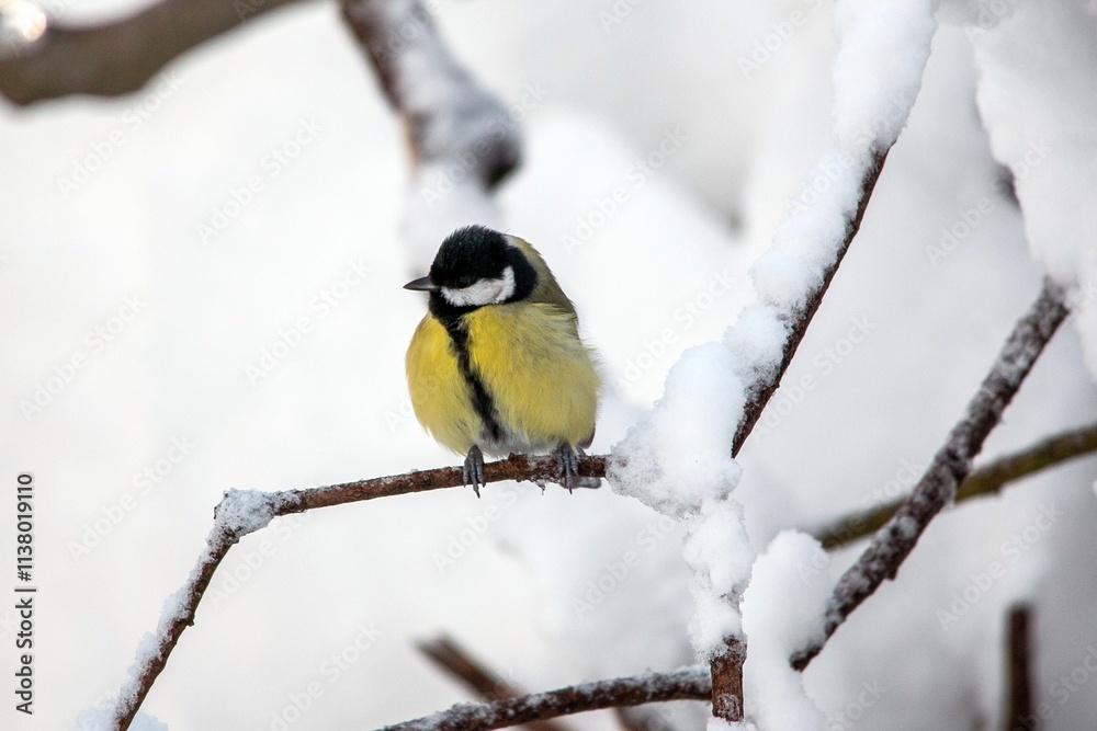 Bird Titmouse in the Munich city park in winter on the branches with snow Bird Titmouse in the Munich city park in winter on the branches with snow