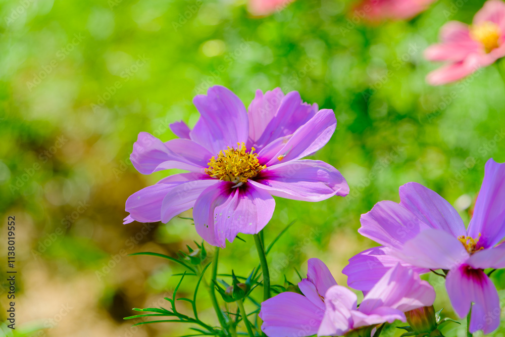 Obraz premium 美しいピンクのコスモスの花