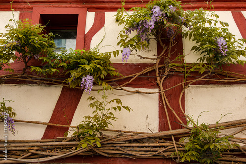 Fachwerkstruktur mit Blauregen