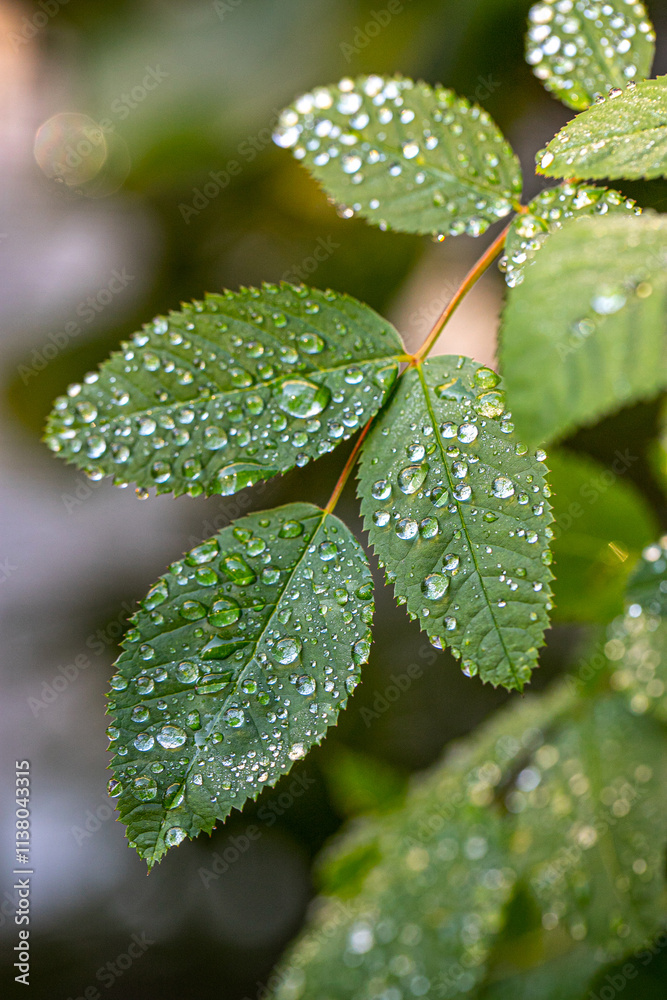Drops of transparent rain water on a green leaf macro. Vertical photo. Drops of transparent rain water on a green leaf macro. Vertical photo.