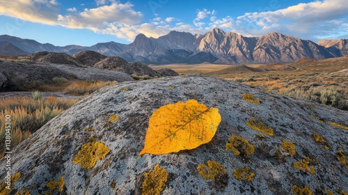 Fall colored cottonwood leaf on lichen covered rock with Alabama Hills mountains in the background under a bright blue sky photo