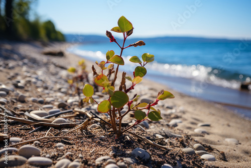 seedling growing in the sand photo