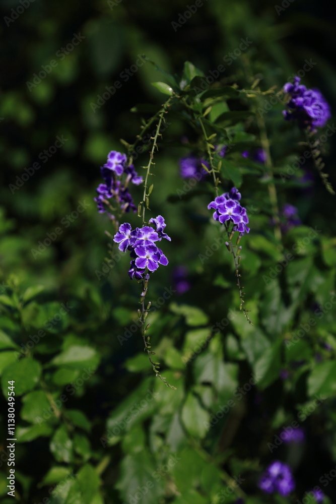 Duranta garden plant flower botany Duranta garden plant flower botany