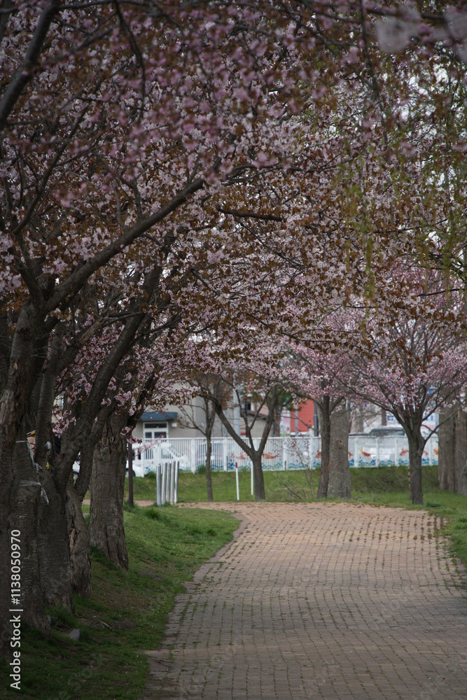 桜並木の通り 桜並木の通り