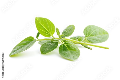 Green leaves on white background. Flat lay, top view, copy space
