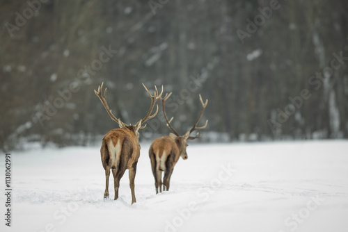 Red deer in winter forest (Cervus elaphus) Stag
