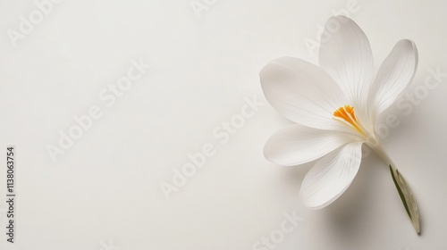 Delicate white crocus flower with a vibrant yellow stamen gracefully positioned on a soft white background for floral design inspiration.