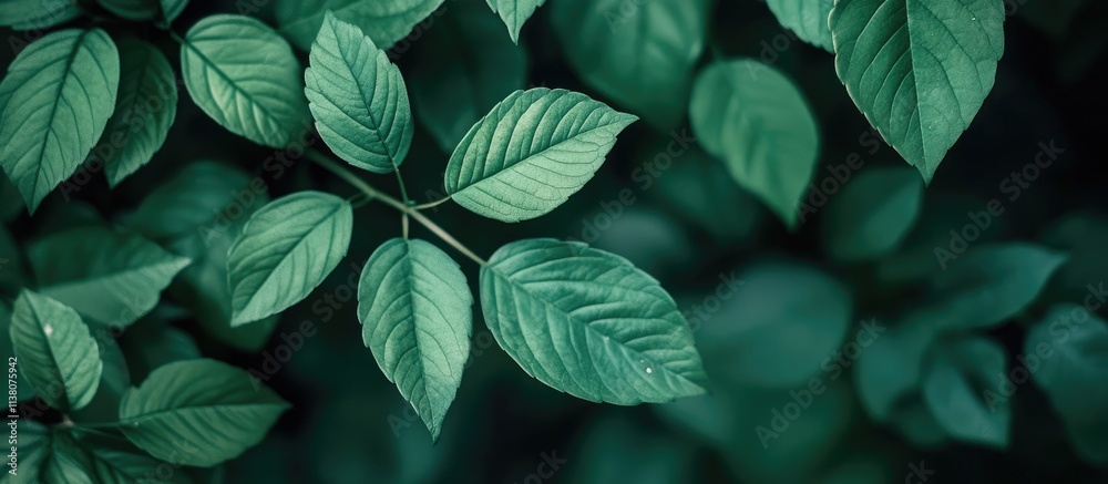 Lush green foliage background featuring a close-up of vibrant leaves creating a serene and natural atmosphere for design use Lush green foliage background featuring a close-up of vibrant leaves creating a serene and natural atmosphere for design use