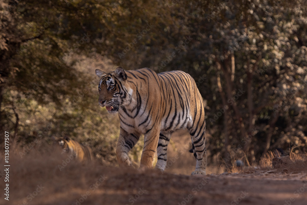 Fototapeta premium tiger in the wild