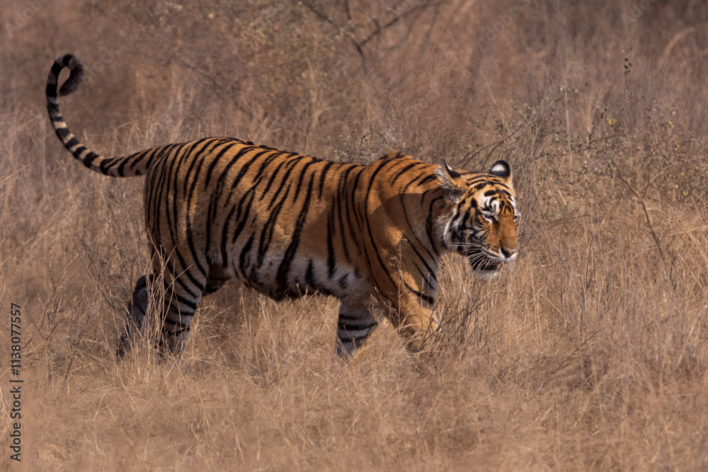 Fototapeta premium bengal tiger in the wild