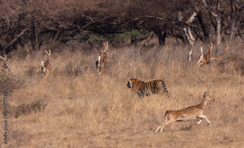 Tiger chasing deer photo