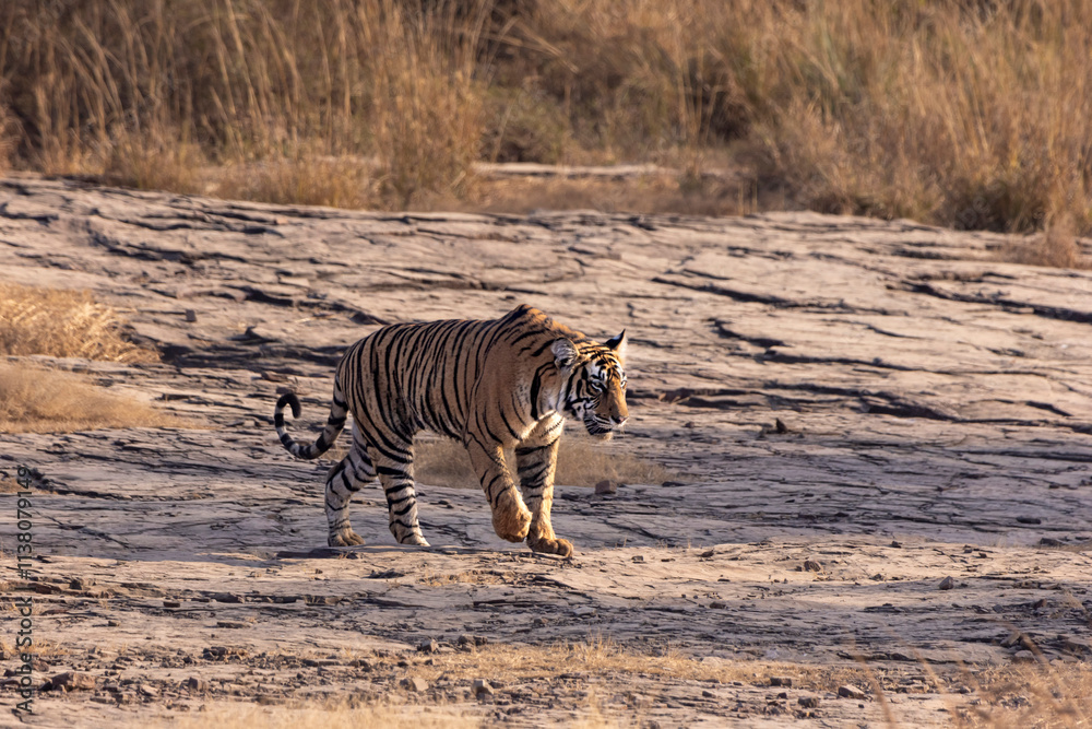 Fototapeta premium tiger in the wild