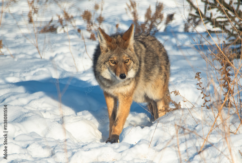Fototapeta premium coyote in the snow
