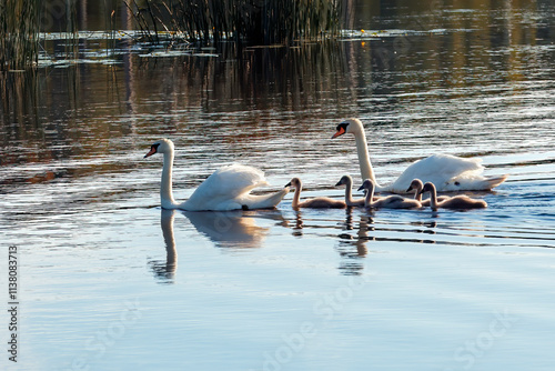 Family of mute swan is swimming and looking for food in the river or pond, br...