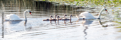 Family of mute swan is swimming and looking for food in the river or pond, br...