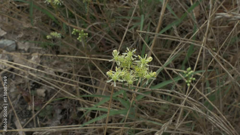 Beautiful European flower in summer