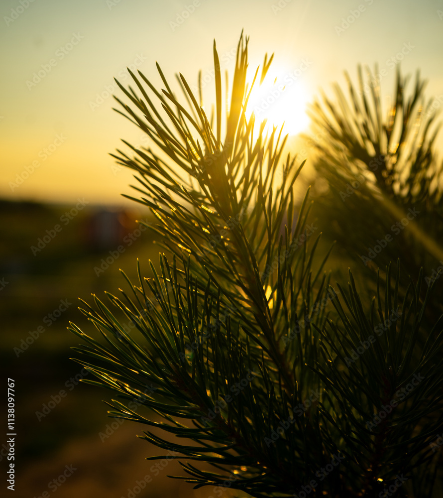 Pine branches in the rays of the setting sun. Shallow depth of field. Pine branches in the rays of the setting sun. Shallow depth of field.