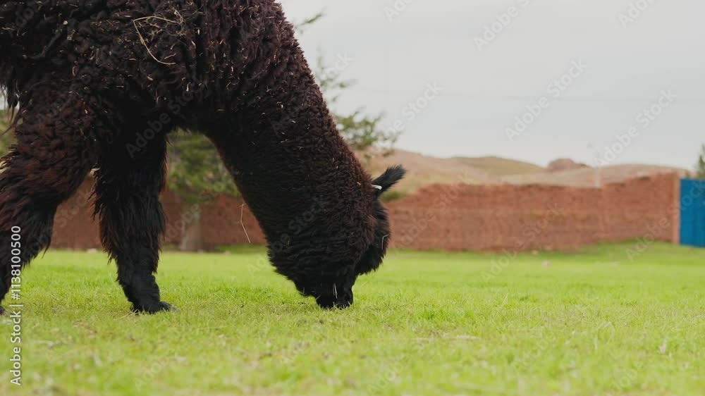 Portrait of black alpaca standing grazing in the Andes mountain range surrounded by green vegetation and cloudy sky Portrait of black alpaca standing grazing in the Andes mountain range surrounded by green vegetation and cloudy sky