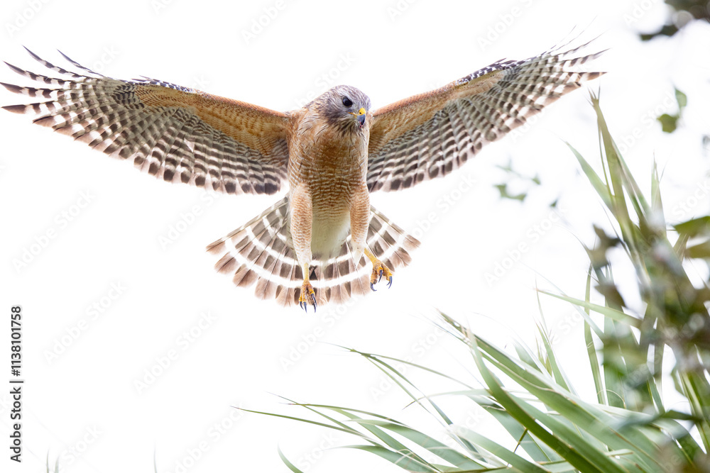 Red-shouldered hawk (Buteo lineatus) hovering in the wind in southwest Florida Red-shouldered hawk (Buteo lineatus) hovering in the wind in southwest Florida