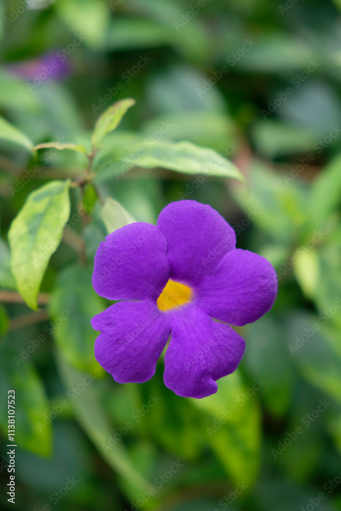 Fototapeta premium Beautiful purple flower Thunbergia erecta.