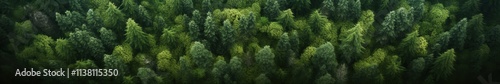 Lush green forest canopy showcasing diverse tree species thriving under sunlight during a tranquil summer afternoon photo