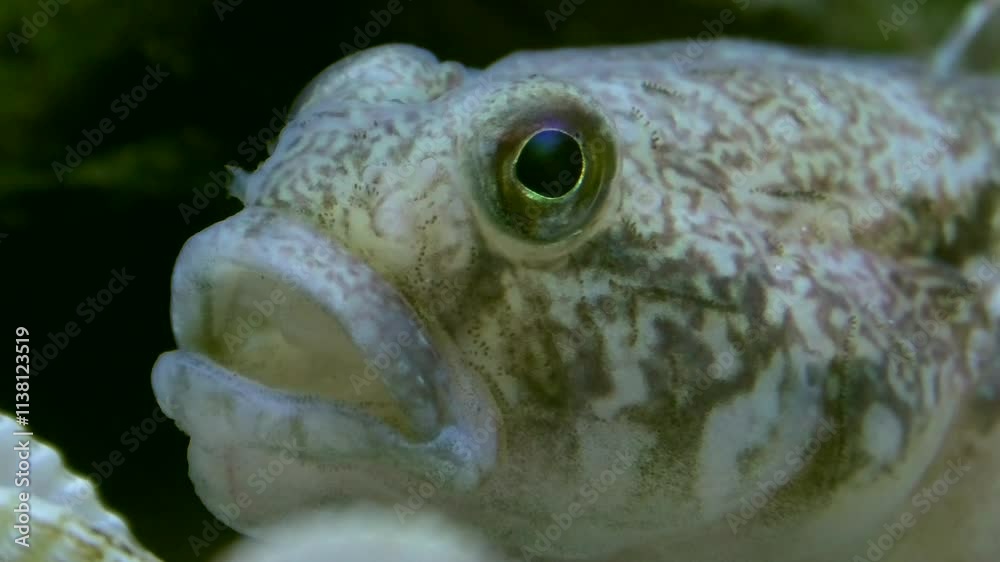 Butterfisch unter Wasser in Großaufnahme, Seefisch, Speisefisch, Nordsee