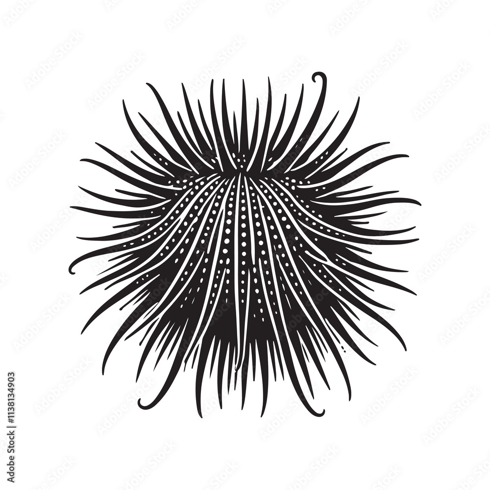 Obraz premium Sea Urchin Silhouette Vector Illustration, Solid White Background.