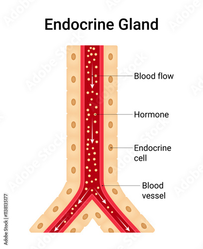 Diagram of the Endocrine Gland
