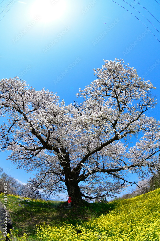 Obraz premium 日向の人待ち地蔵桜（福島県）