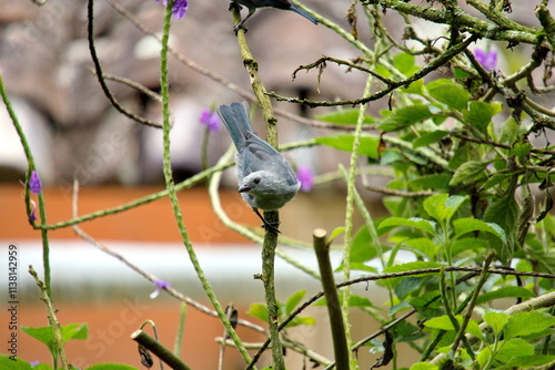 Blue-gray tanager (Thraupis episcopus) perched in a porterweed plant in the Intag Valley, Cuellaje, Ecuador photo