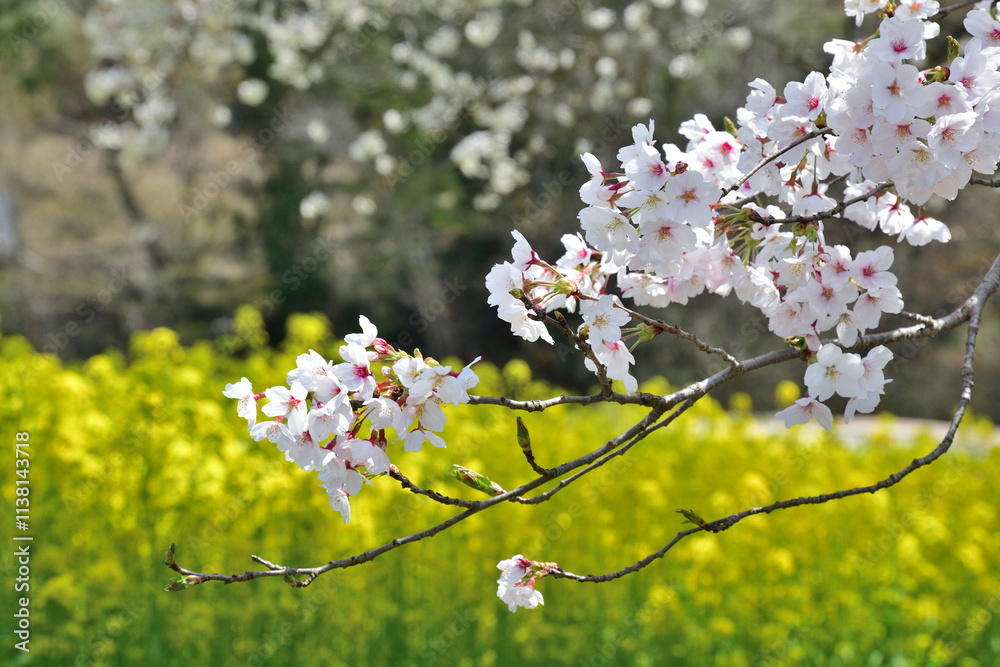 Obraz premium 日向の人待ち地蔵桜（福島県）