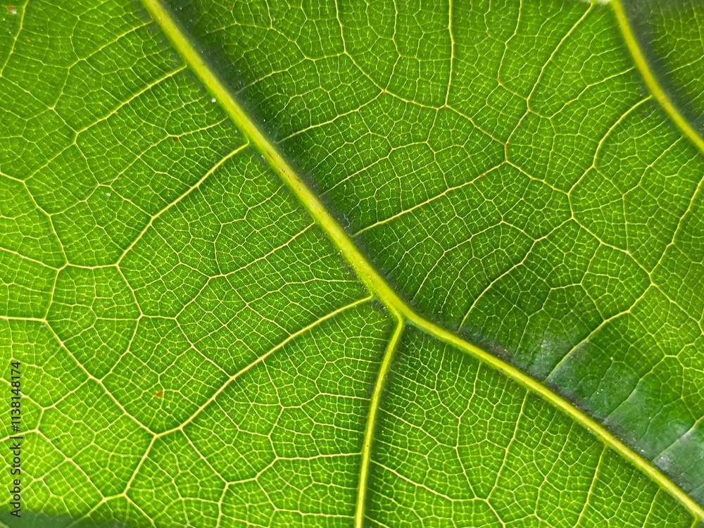 Fresh fiddle fig leaf texture. Green leaves background. Background for backdrop, design and template Fresh fiddle fig leaf texture. Green leaves background. Background for backdrop, design and template