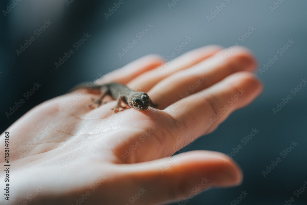 Obraz premium 手乗りニホンヤモリ