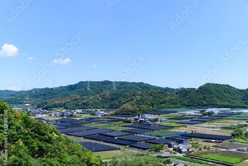 愛知県西尾市の茶畑