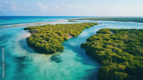 Thriving Mangrove Forest Re...