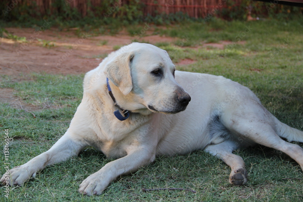 golden retriever dog