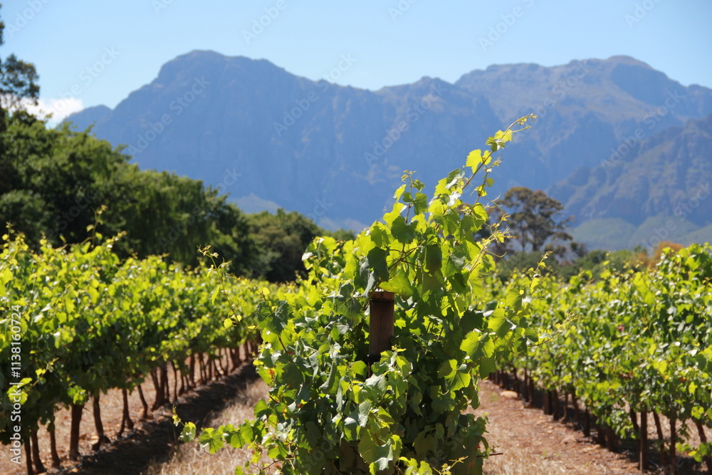 Fototapeta premium vineyard in summer