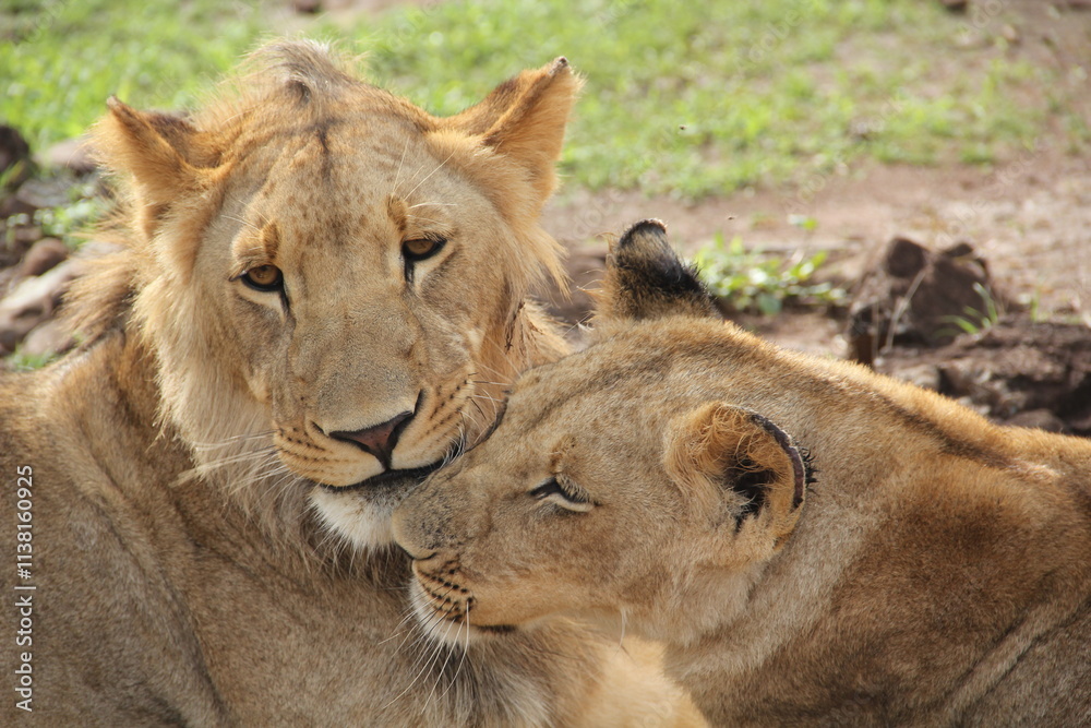 lion and lioness lion and lioness