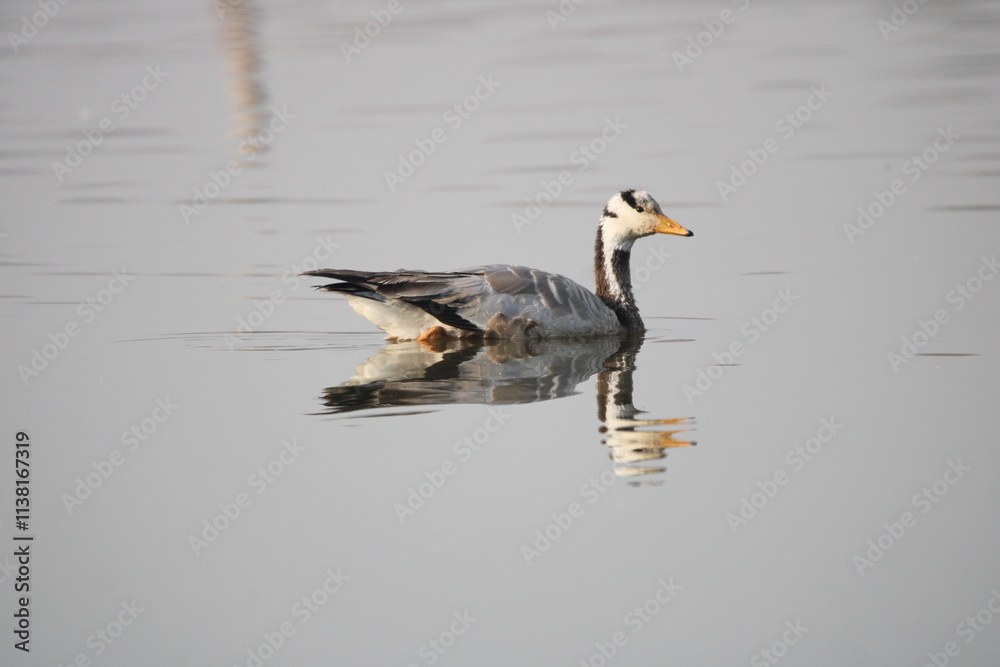 great crested grebe great crested grebe