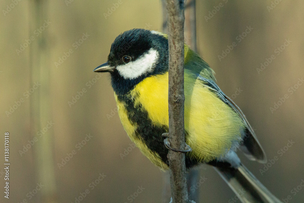 Naklejka premium great tit on a branch