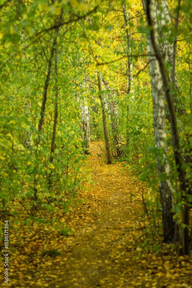 path in autumn forest path in autumn forest