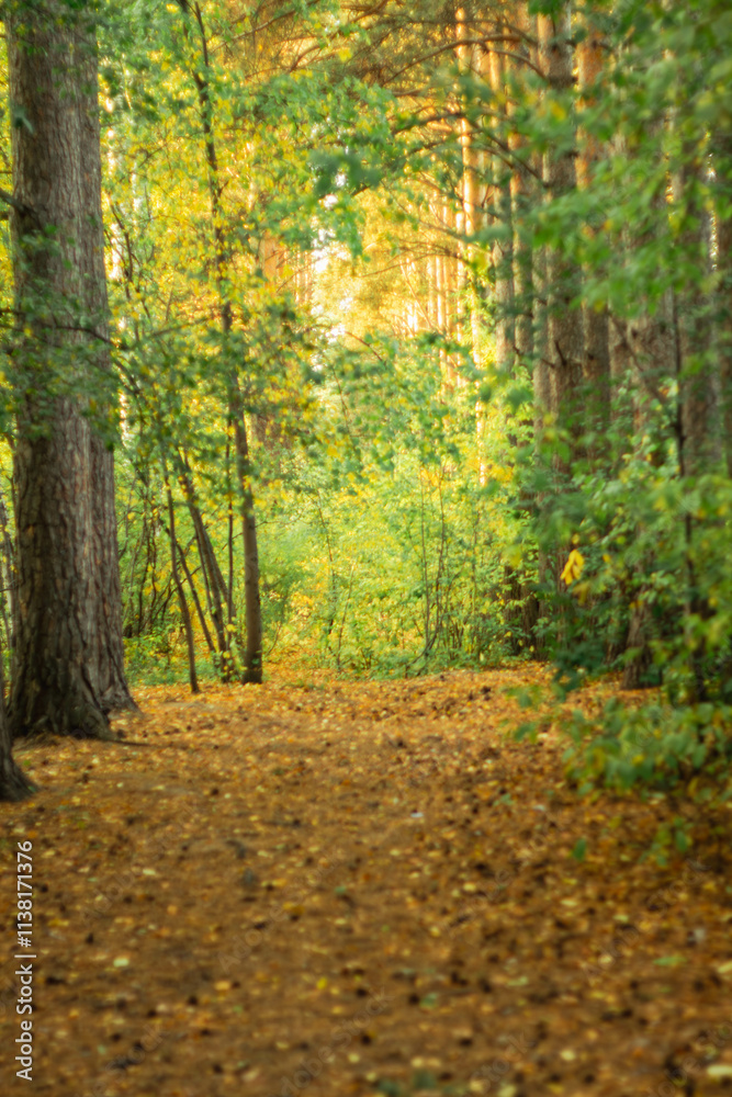 Fototapeta premium path in autumn forest