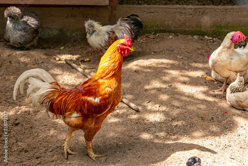 galo marrom e galinhas exóticas com muitas penas photo