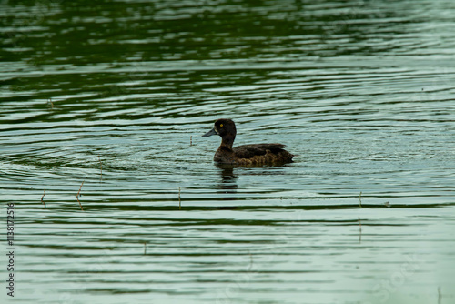 tufted duck on the water photo