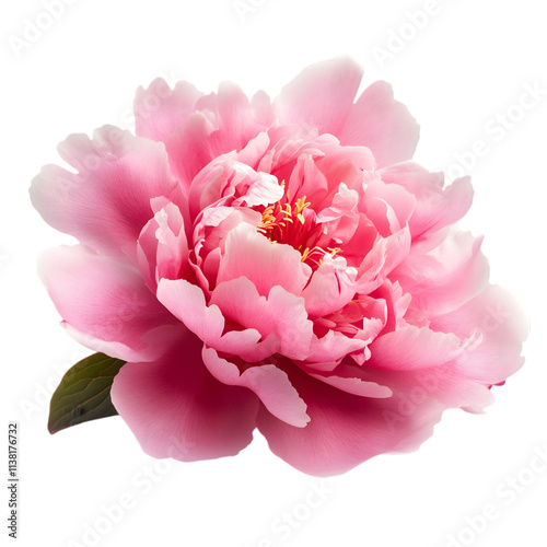 Pink peony flower Top view isolated on white background