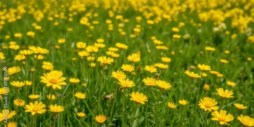 Beautiful daffodil flowers blooming in a vast field under the clear blue sky, yellow, botanical, petals Beautiful daffodil flowers blooming in a vast field under the clear blue sky, yellow, botanical, petals